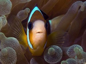 Anemonefish. East of Dili, East Timor. by Doug Anderson 